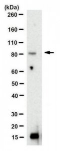 Anti-GGA3 Antibody, clone 3G5.1 