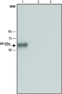 Anti-Glucocerebrosidase (C-terminal) antibody produced in rabbit 