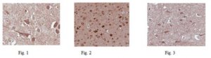 Anti-GluR2 Antibody AB1768-I