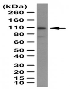 Anti-GluR2 Antibody AB1768-I