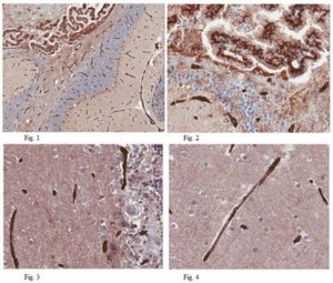 Anti-GLUT1 (CT) Antibody, clone 5B12.3 