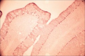 Anti-Glutamate Receptor NMDAR1 (NR1) antibody produced in rabbit 
