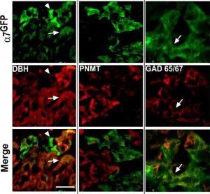 Anti-Glutamic Acid Decarboxylase 65/67 antibody produced in rabbit 