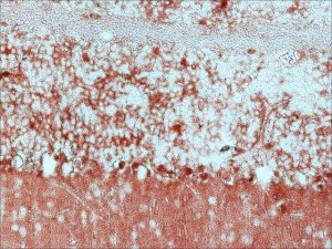 Anti-Glutamine Synthetase antibody produced in rabbit 