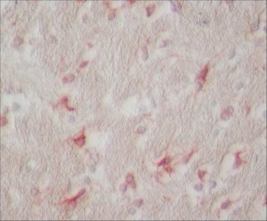 Anti-Glutamine Synthetase antibody produced in rabbit 