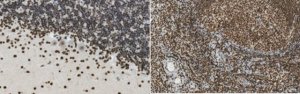 Anti-Glutaredoxin-2 (Grx2) 