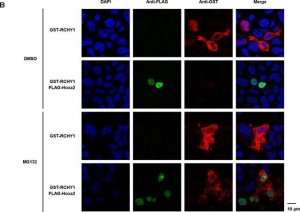 Anti-Glutathione-S-Transferase (GST) antibody produced in rabbit 