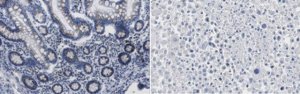 Anti-GM130 Antibody, clone 4A3 