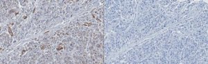 Anti-GOLM1 Antibody, clone 6A2 