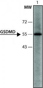 Anti-GSDMD (126-138) antibody produced in rabbit 
