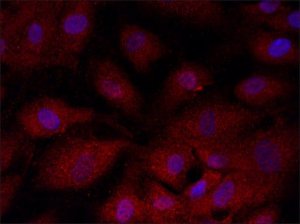 Anti-GSDMD (126-138) antibody produced in rabbit 