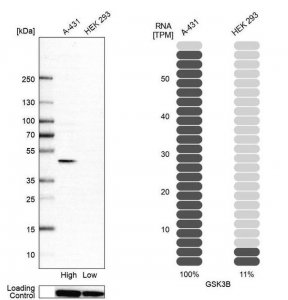 Anti-GSK3B antibody produced in rabbit 