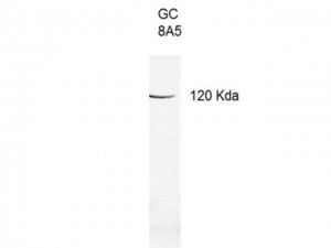 Anti-Guanylate Cyclase 2E Antibody, clone 8A5 