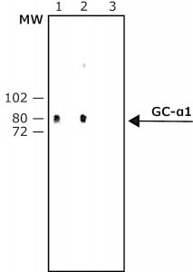 Anti-Guanylyl Cyclase 1 antibody produced in rabbit 