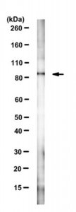 Anti-HAP1 Antibody, clone 1B6 