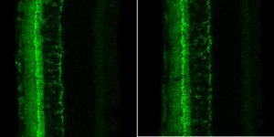 Anti-HCN4 Antibody, clone PG2-1A4 