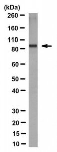 Anti-HCN4 Antibody, clone PG2-1A4 