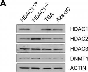 Anti-HDAC1 Antibody 
