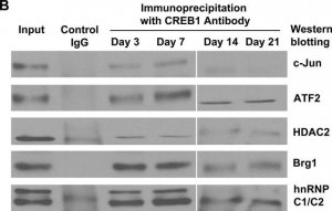 Anti-HDAC2 Antibody, clone 3F3 