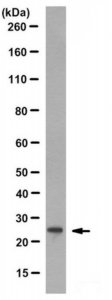 Anti-Heterochromatin Protein-1 Antibody, clone 4C12.1 