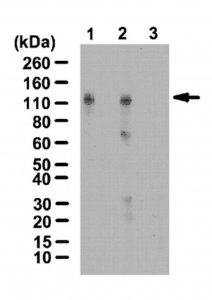 Anti-HIF-1-alpha Antibody, hydroxyproline (Pro402) 