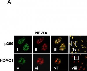 Anti-Histone Deacetylase 1 (HDAC1) antibody produced in rabbit 
