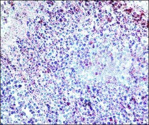 Anti-Histone Deacetylase 3 (HDAC3) antibody produced in rabbit 