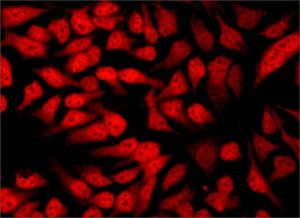 Anti-Histone Deacetylase 3 (HDAC3) antibody produced in rabbit 