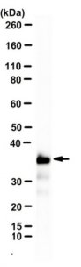 Anti-Histone H1 Antibody, clone 1G6 