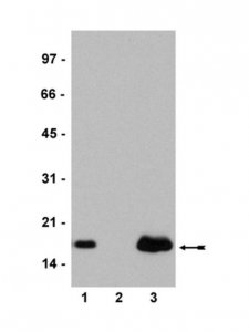 Anti-Histone H2A.Z Antibody 