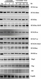 Anti-Histone H3 antibody produced in rabbit 