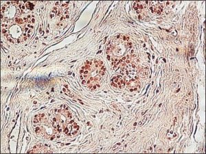 Anti-Histone H3 antibody produced in rabbit 