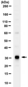 Anti-HLA-DRB3 
