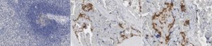 Anti-HLA-G Antibody, clone 4H84 
