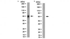 Anti-hLYVE-1 Antibody, clone 8C 