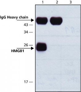 Anti-HMGB1 (HMG1) (C-terminal) antibody produced in rabbit 