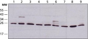 Anti-HMGB1 (HMG1) (C-terminal) antibody produced in rabbit 