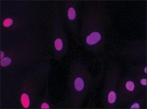 Anti-HMGB2 (HMG2) antibody produced in rabbit 