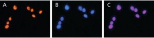 Anti-HMGB2 (HMG2) antibody produced in rabbit 