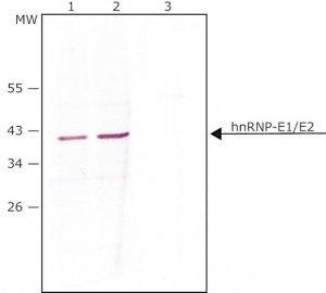 Anti-hnRNP-E1/E2 (N-terminal) antibody produced in rabbit 
