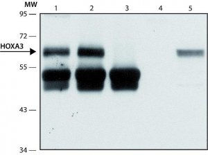 Anti-HOXA3 antibody produced in rabbit 
