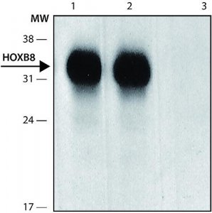 Anti-HOXB8 (N-terminal) antibody produced in rabbit 