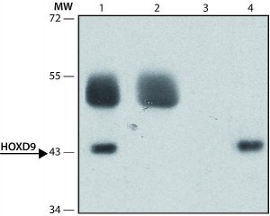 Anti-HOXD9 (Internal Region) antibody produced in rabbit 