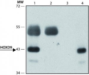 Anti-HOXD9 antibody produced in rabbit 