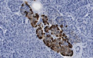 Anti-HPa2 Antibody, clone DHIC2-2B4 