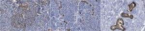 Anti-HPa3 Antibody, clone HIC3-2D12 