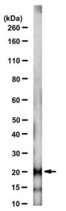 Anti-HPCAL1 Antibody, clone 1E10 