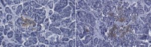 Anti-HPi2 Antibody, clone HIC1-2B4 