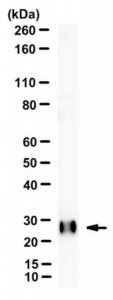 Anti-HSD17B10 Antibody, clone 5F3 