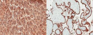Anti-HSD3B1 Antibody, clone 4C1 